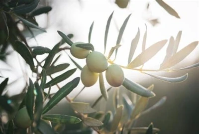 مسحوق Hydroxytyrosol: سلاح الطبيعة السري ضد الشيخوخة وتلف الجلد