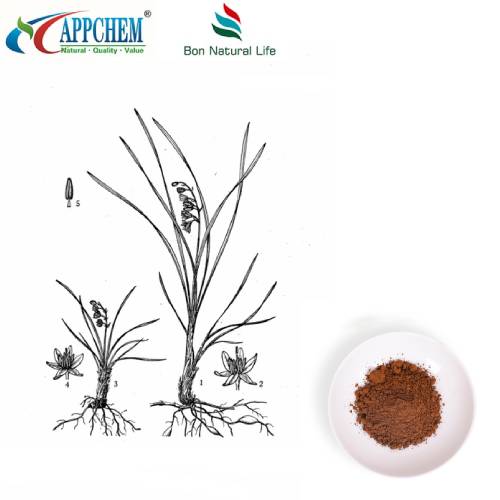 استخراج الجذر Lilyturf